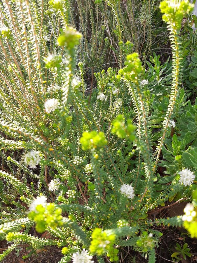 Appartamento Mountain View Swellendam Esterno foto