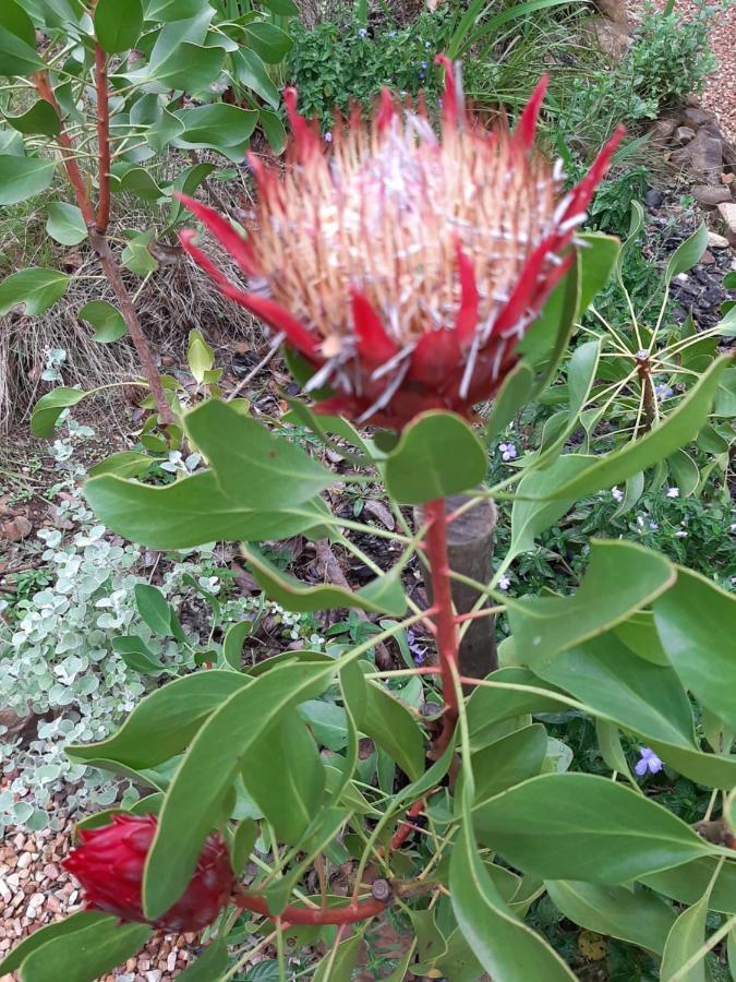 Appartamento Mountain View Swellendam Esterno foto