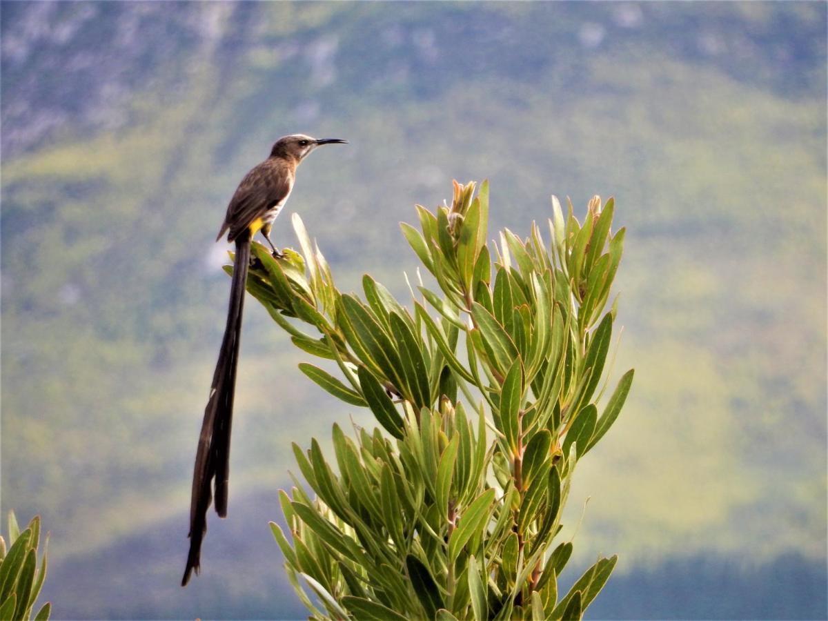 Appartamento Mountain View Swellendam Esterno foto